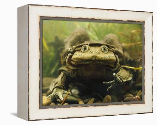 Giant Titicaca Lake Frog, Lake Titicaca, Bolivia / Peru-Peter Oxford-Framed Premier Image Canvas