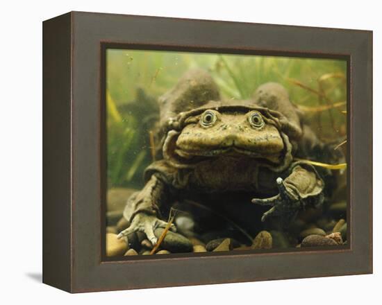 Giant Titicaca Lake Frog, Lake Titicaca, Bolivia / Peru-Peter Oxford-Framed Premier Image Canvas