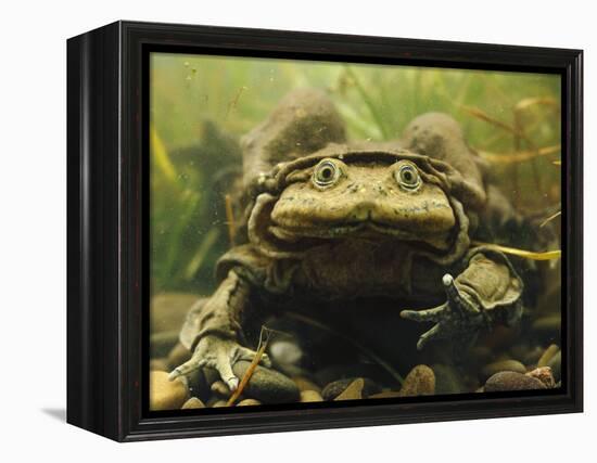 Giant Titicaca Lake Frog, Lake Titicaca, Bolivia / Peru-Peter Oxford-Framed Premier Image Canvas