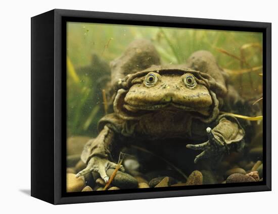 Giant Titicaca Lake Frog, Lake Titicaca, Bolivia / Peru-Peter Oxford-Framed Premier Image Canvas