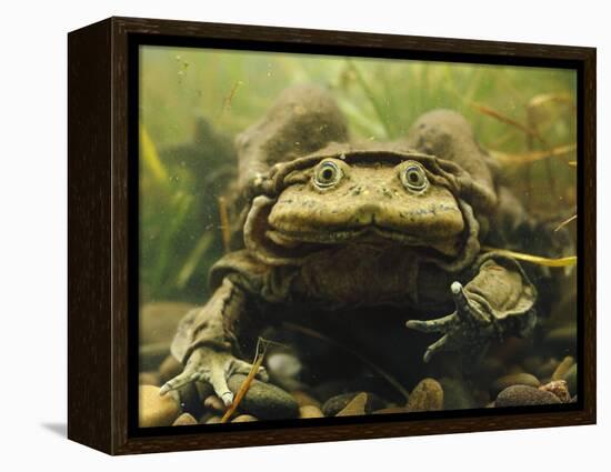 Giant Titicaca Lake Frog, Lake Titicaca, Bolivia / Peru-Peter Oxford-Framed Premier Image Canvas