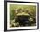 Giant Titicaca Lake Frog, Lake Titicaca, Bolivia / Peru-Peter Oxford-Framed Photographic Print