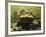 Giant Titicaca Lake Frog, Lake Titicaca, Bolivia / Peru-Peter Oxford-Framed Photographic Print