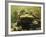 Giant Titicaca Lake Frog, Lake Titicaca, Bolivia / Peru-Peter Oxford-Framed Photographic Print