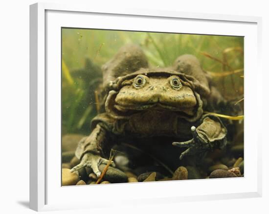 Giant Titicaca Lake Frog, Lake Titicaca, Bolivia / Peru-Peter Oxford-Framed Photographic Print