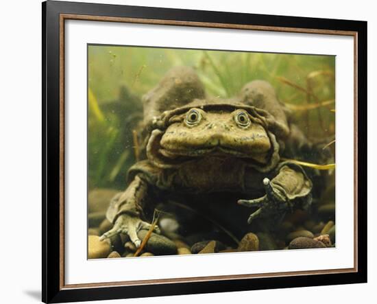 Giant Titicaca Lake Frog, Lake Titicaca, Bolivia / Peru-Peter Oxford-Framed Photographic Print