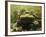 Giant Titicaca Lake Frog, Lake Titicaca, Bolivia / Peru-Peter Oxford-Framed Photographic Print