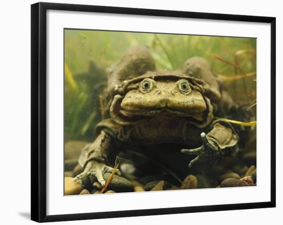 Giant Titicaca Lake Frog, Lake Titicaca, Bolivia / Peru-Peter Oxford-Framed Photographic Print