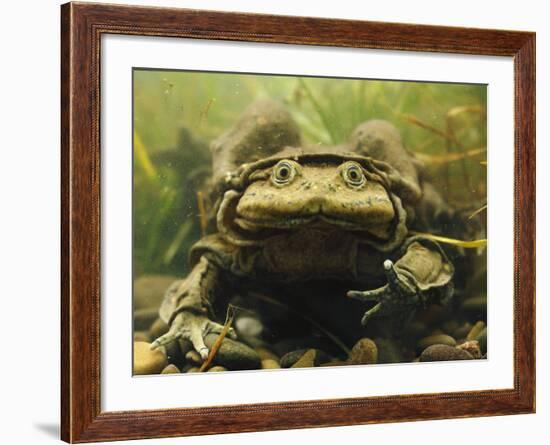 Giant Titicaca Lake Frog, Lake Titicaca, Bolivia / Peru-Peter Oxford-Framed Photographic Print