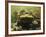 Giant Titicaca Lake Frog, Lake Titicaca, Bolivia / Peru-Peter Oxford-Framed Photographic Print