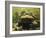 Giant Titicaca Lake Frog, Lake Titicaca, Bolivia / Peru-Peter Oxford-Framed Photographic Print