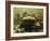 Giant Titicaca Lake Frog, Lake Titicaca, Bolivia / Peru-Peter Oxford-Framed Photographic Print