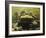 Giant Titicaca Lake Frog, Lake Titicaca, Bolivia / Peru-Peter Oxford-Framed Photographic Print