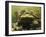 Giant Titicaca Lake Frog, Lake Titicaca, Bolivia / Peru-Peter Oxford-Framed Photographic Print