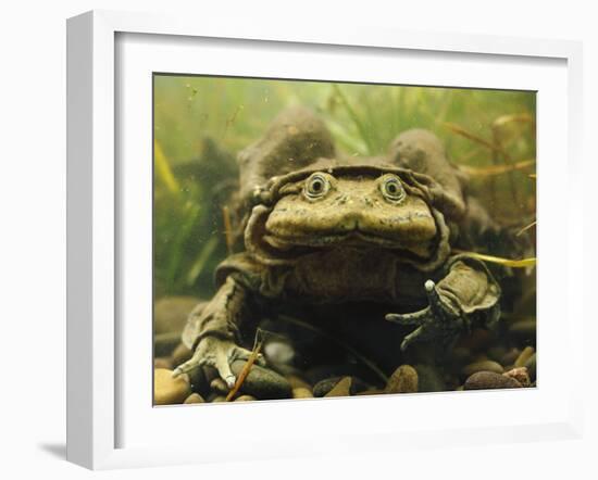 Giant Titicaca Lake Frog, Lake Titicaca, Bolivia / Peru-Peter Oxford-Framed Photographic Print