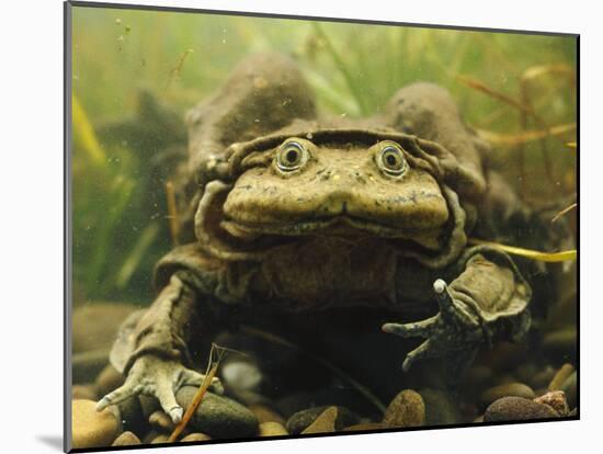 Giant Titicaca Lake Frog, Lake Titicaca, Bolivia / Peru-Peter Oxford-Mounted Photographic Print