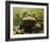 Giant Titicaca Lake Frog, Lake Titicaca, Bolivia / Peru-Peter Oxford-Framed Photographic Print