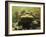 Giant Titicaca Lake Frog, Lake Titicaca, Bolivia / Peru-Peter Oxford-Framed Photographic Print