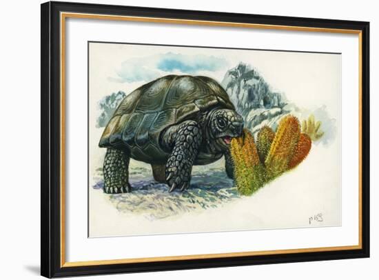 Giant Tortoise Eating Cactus-null-Framed Giclee Print