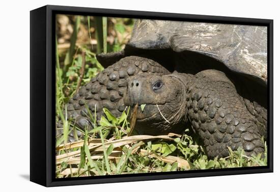 Giant Tortoise, Highlands of Santa Cruz Island, Galapagos Islands-Diane Johnson-Framed Premier Image Canvas