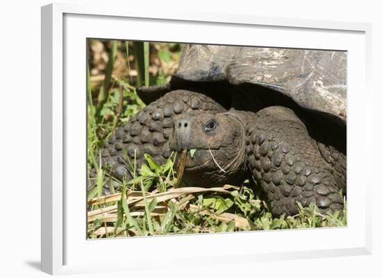 Giant Tortoise, Highlands of Santa Cruz Island, Galapagos Islands-Diane Johnson-Framed Photographic Print