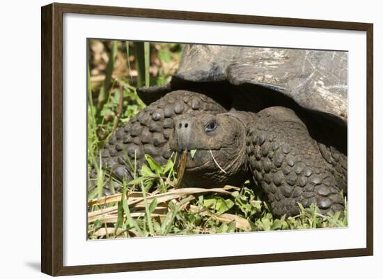 Giant Tortoise, Highlands of Santa Cruz Island, Galapagos Islands-Diane Johnson-Framed Photographic Print