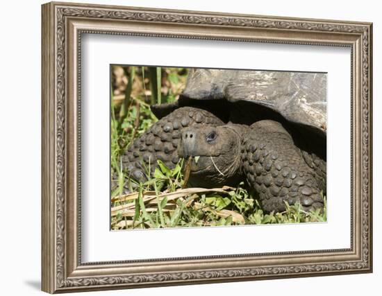 Giant Tortoise, Highlands of Santa Cruz Island, Galapagos Islands-Diane Johnson-Framed Photographic Print