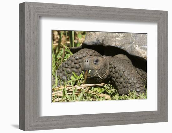 Giant Tortoise, Highlands of Santa Cruz Island, Galapagos Islands-Diane Johnson-Framed Photographic Print