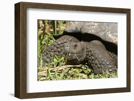 Giant Tortoise, Highlands of Santa Cruz Island, Galapagos Islands-Diane Johnson-Framed Photographic Print