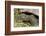 Giant Tortoise, Highlands of Santa Cruz Island, Galapagos Islands-Diane Johnson-Framed Photographic Print