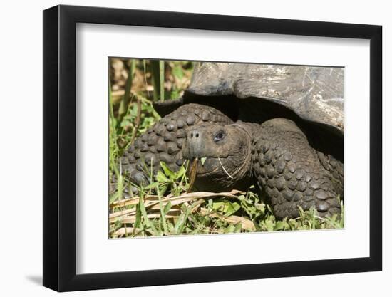 Giant Tortoise, Highlands of Santa Cruz Island, Galapagos Islands-Diane Johnson-Framed Photographic Print