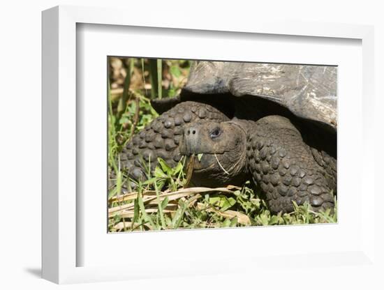 Giant Tortoise, Highlands of Santa Cruz Island, Galapagos Islands-Diane Johnson-Framed Photographic Print