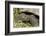 Giant Tortoise, Highlands of Santa Cruz Island, Galapagos Islands-Diane Johnson-Framed Photographic Print