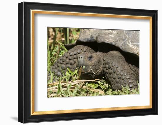 Giant Tortoise, Highlands of Santa Cruz Island, Galapagos Islands-Diane Johnson-Framed Photographic Print