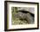 Giant Tortoise, Highlands of Santa Cruz Island, Galapagos Islands-Diane Johnson-Framed Photographic Print