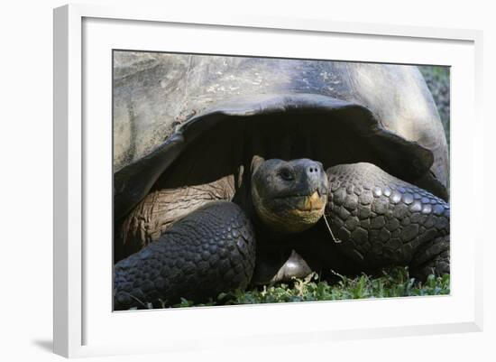 Giant Tortoise, Highlands of Santa Cruz Island, Galapagos Islands-Diane Johnson-Framed Photographic Print