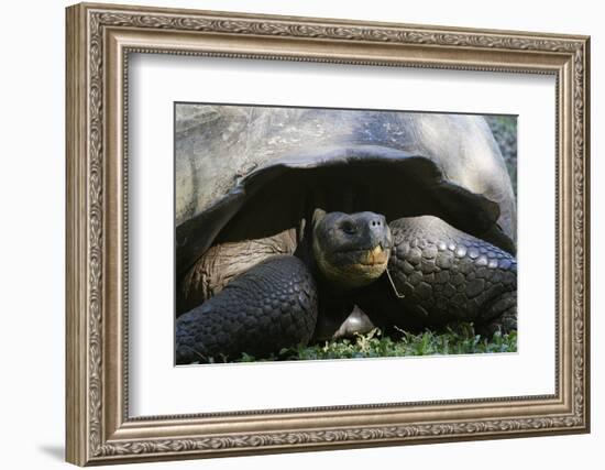 Giant Tortoise, Highlands of Santa Cruz Island, Galapagos Islands-Diane Johnson-Framed Photographic Print