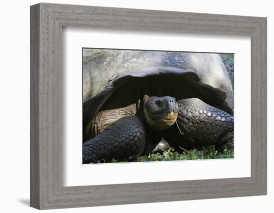 Giant Tortoise, Highlands of Santa Cruz Island, Galapagos Islands-Diane Johnson-Framed Photographic Print