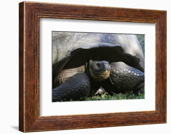 Giant Tortoise, Highlands of Santa Cruz Island, Galapagos Islands-Diane Johnson-Framed Photographic Print