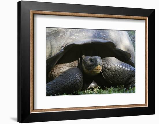 Giant Tortoise, Highlands of Santa Cruz Island, Galapagos Islands-Diane Johnson-Framed Photographic Print