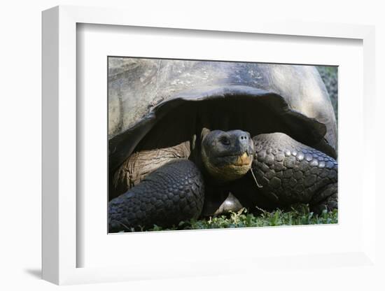 Giant Tortoise, Highlands of Santa Cruz Island, Galapagos Islands-Diane Johnson-Framed Photographic Print