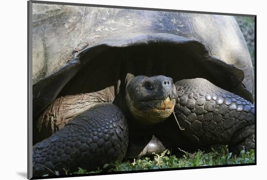Giant Tortoise, Highlands of Santa Cruz Island, Galapagos Islands-Diane Johnson-Mounted Photographic Print