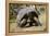 Giant Tortoise in Highlands of Floreana Island, Galapagos Islands-Diane Johnson-Framed Premier Image Canvas