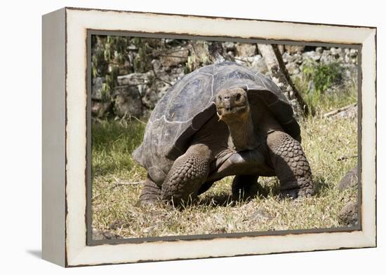 Giant Tortoise in Highlands of Floreana Island, Galapagos Islands-Diane Johnson-Framed Premier Image Canvas