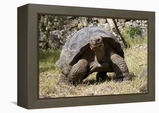 Giant Tortoise in Highlands of Floreana Island, Galapagos Islands-Diane Johnson-Framed Premier Image Canvas