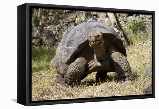 Giant Tortoise in Highlands of Floreana Island, Galapagos Islands-Diane Johnson-Framed Premier Image Canvas