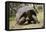 Giant Tortoise in Highlands of Floreana Island, Galapagos Islands-Diane Johnson-Framed Premier Image Canvas