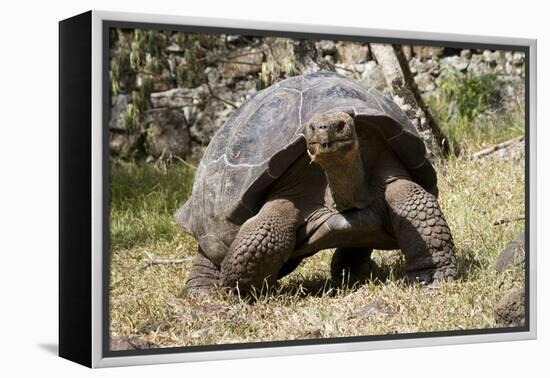 Giant Tortoise in Highlands of Floreana Island, Galapagos Islands-Diane Johnson-Framed Premier Image Canvas