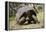 Giant Tortoise in Highlands of Floreana Island, Galapagos Islands-Diane Johnson-Framed Premier Image Canvas