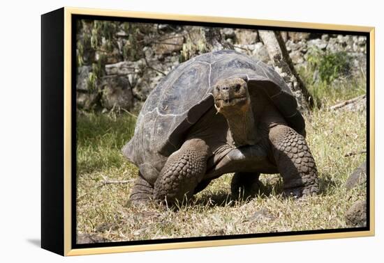 Giant Tortoise in Highlands of Floreana Island, Galapagos Islands-Diane Johnson-Framed Premier Image Canvas